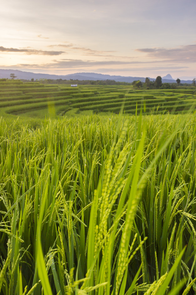rice-field-sunset