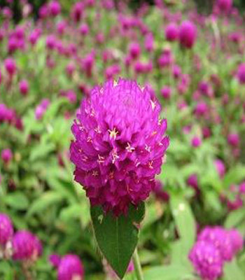 Iran2africa-Purple-Gomphorena-globosa-seed-Product