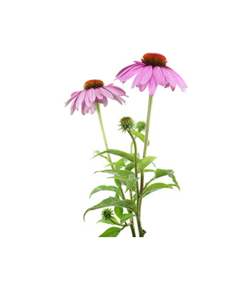 Echinacea-Dry-Extract-product