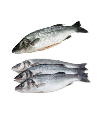 Sea-Bass-Fish-Product