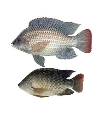 Tilapia-Fish-Product