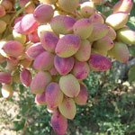 Agriculture-&-Animal-Husbandry-service2 Agriculture-&-Animal-Husbandry-service2